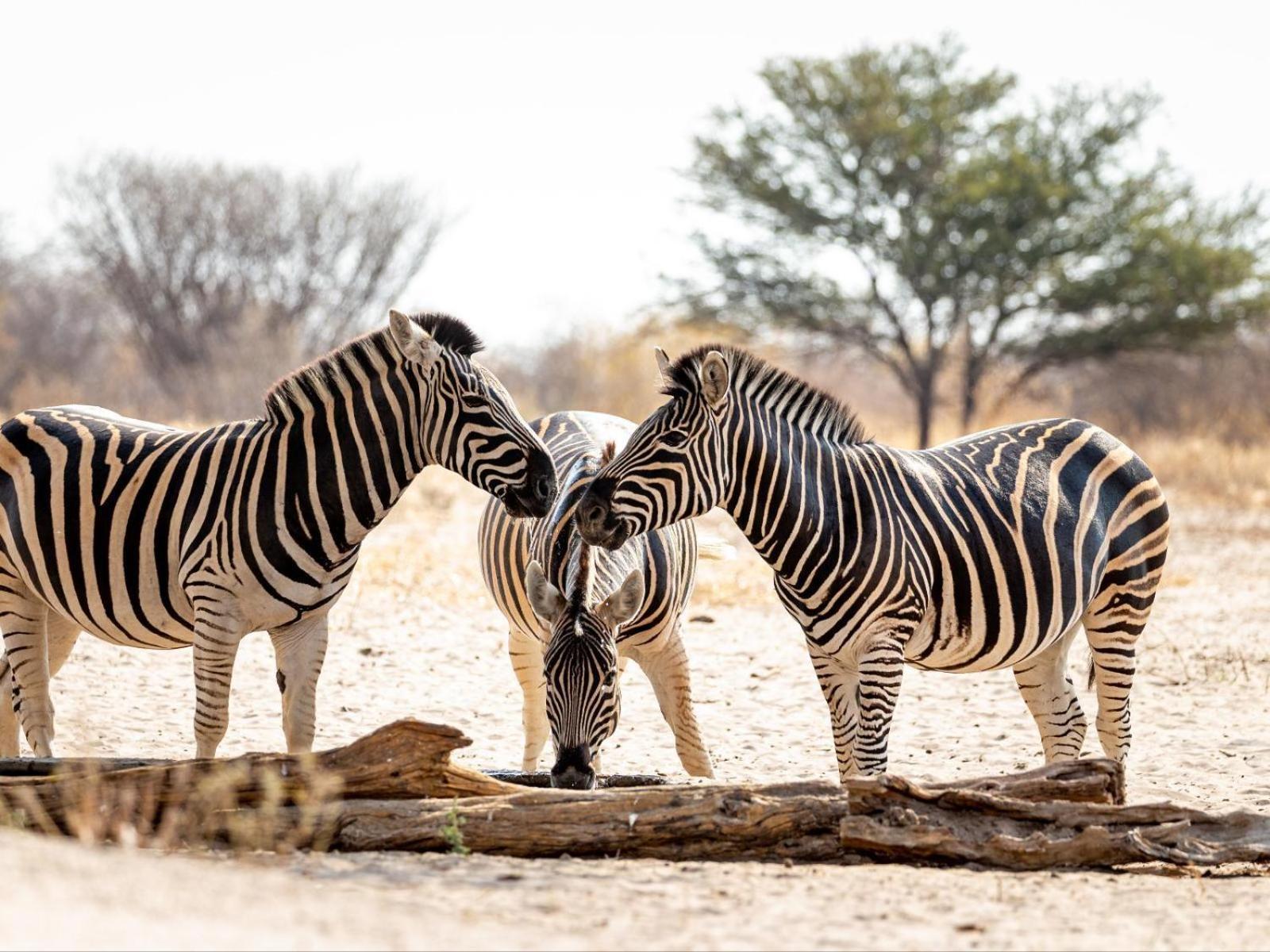 Evolve Back Kalahari Villa Central Kalahari Game Reserve Buitenkant foto