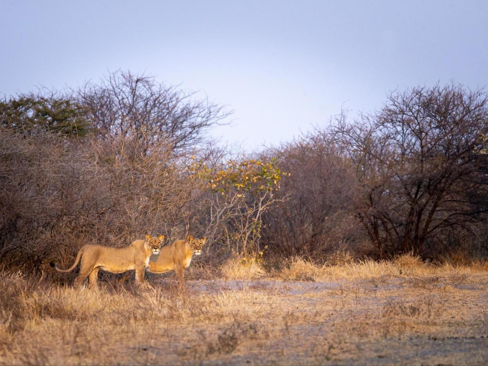 Evolve Back Kalahari Villa Central Kalahari Game Reserve Buitenkant foto