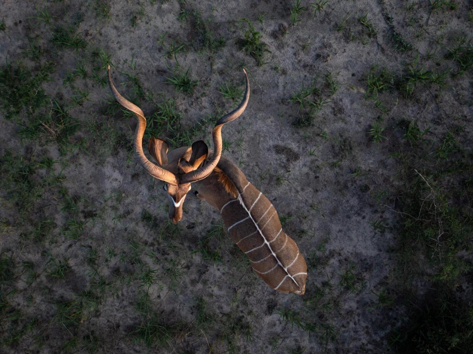 Evolve Back Kalahari Villa Central Kalahari Game Reserve Buitenkant foto