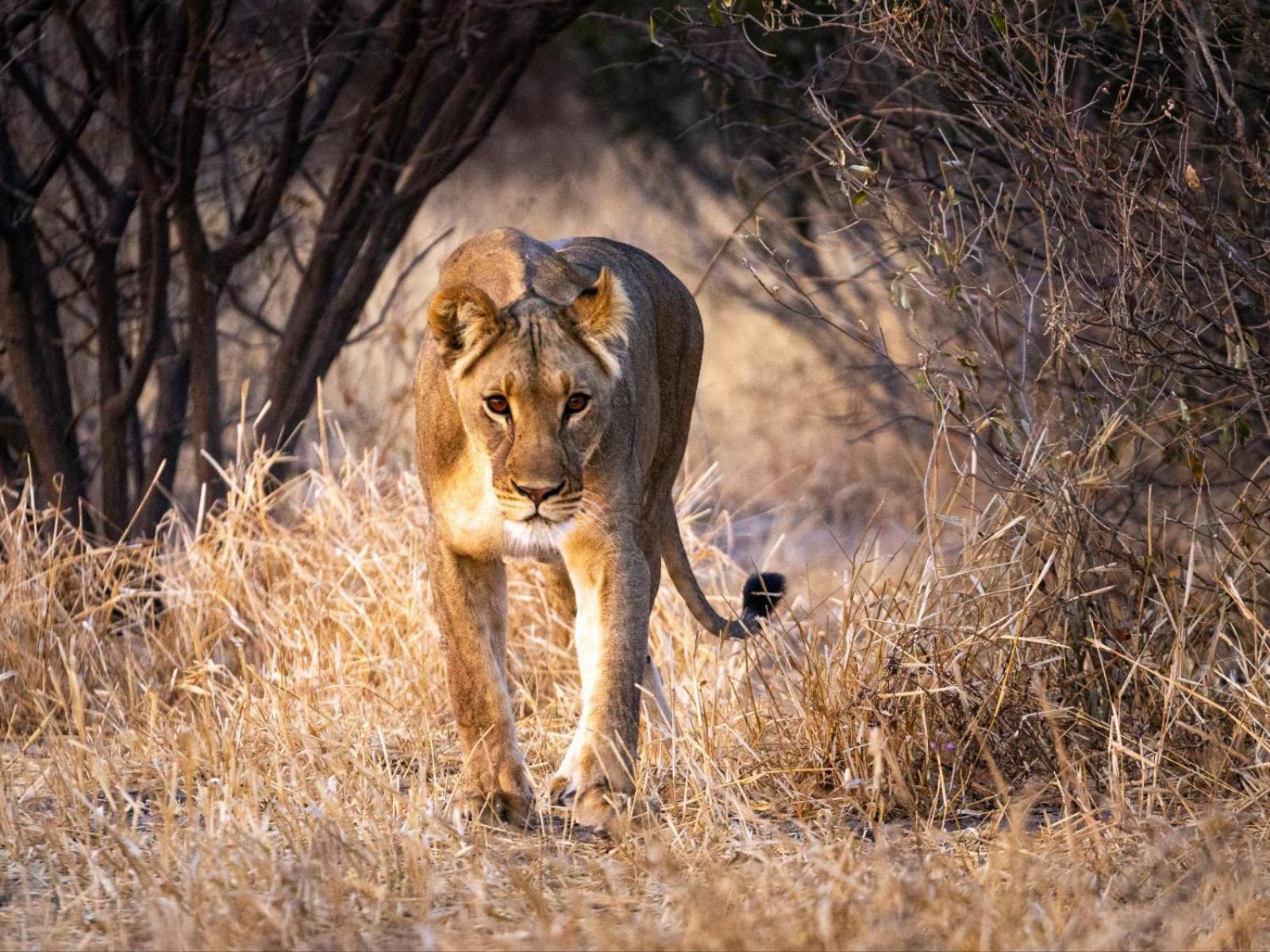 Evolve Back Kalahari Villa Central Kalahari Game Reserve Buitenkant foto